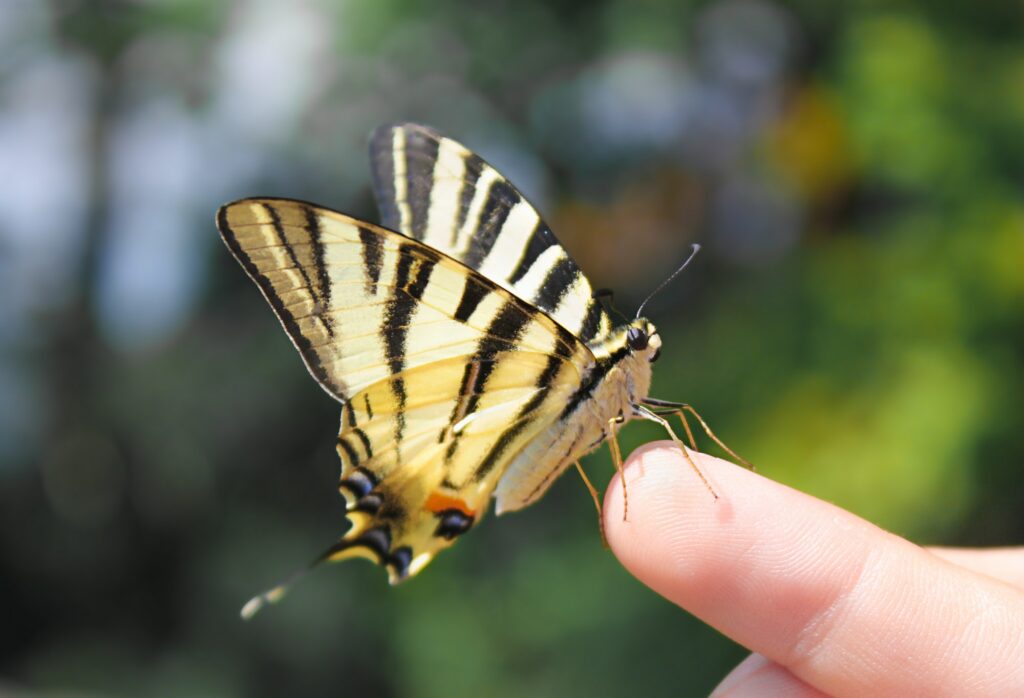 Big butterfly in human hand. Human and nature eco friendly